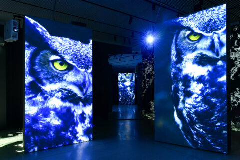Sonderausstellung - FinsterWald - blaue Eule | Foto: Nils Klinger Blaue Eule in der Sonderausstellung FinsterWald